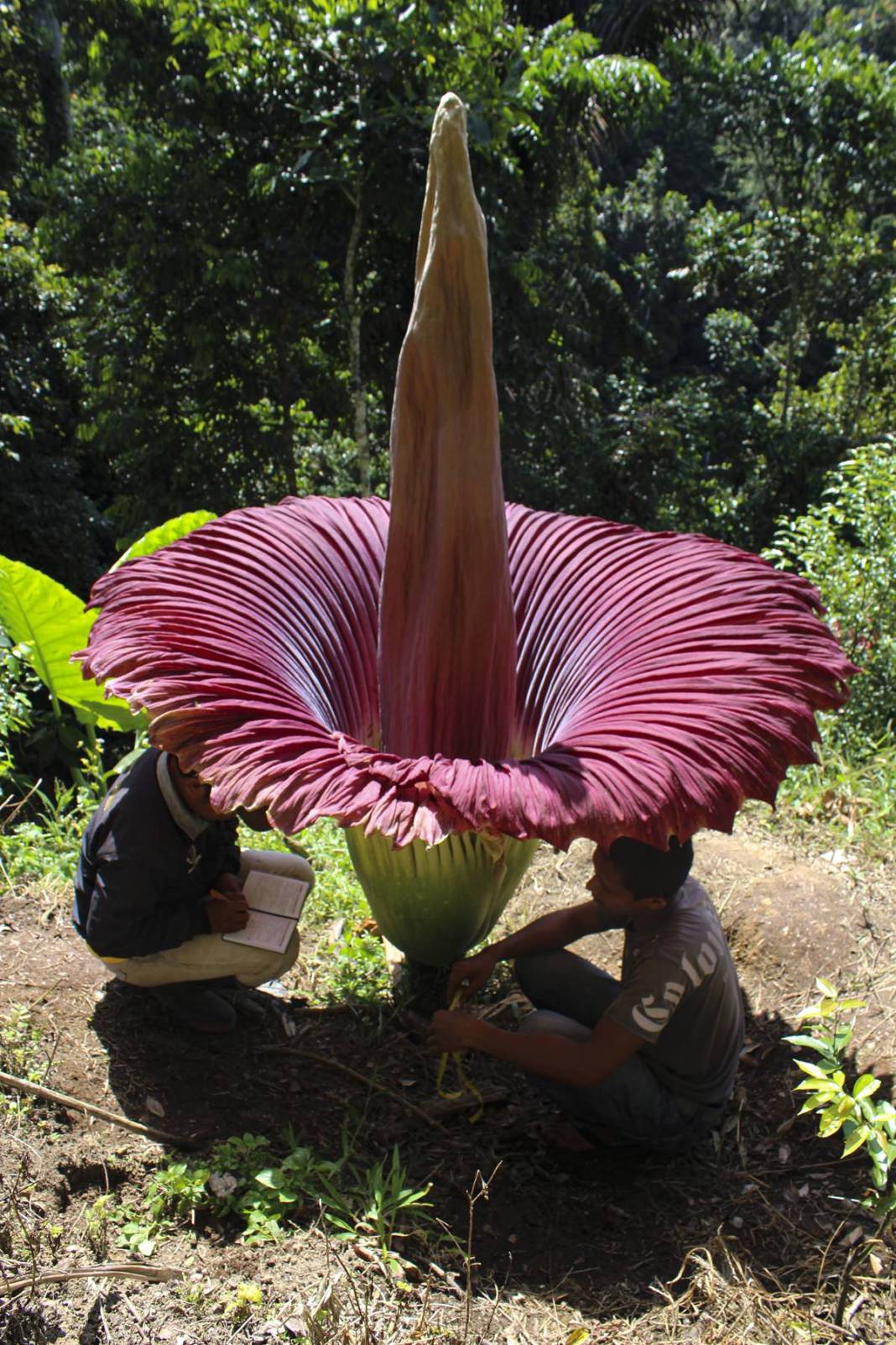 Dünyanın en kötü kokulu 'leş çiçeği' açtı! Kokudan kimse yanına yaklaşamıyor 14